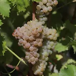 Quinta De Beiredos * Santa Cruz do Douro