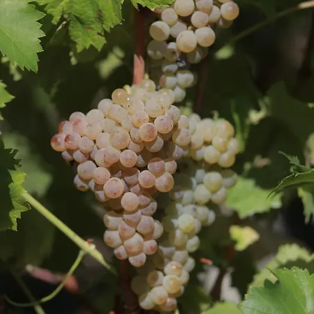 Quinta De Beiredos * Santa Cruz do Douro