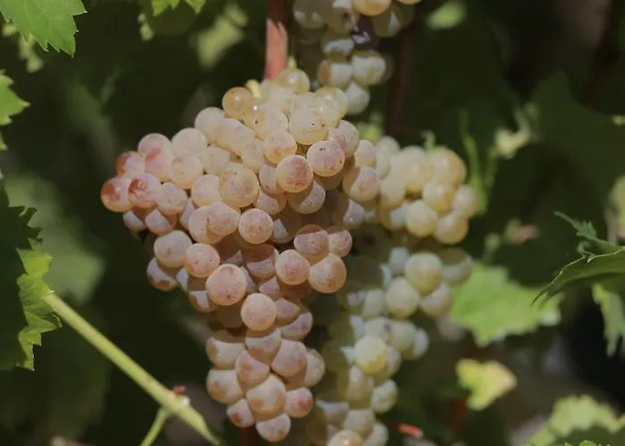 Quinta De Beiredos * Santa Cruz do Douro